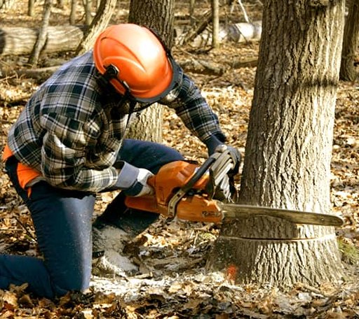 Tree Removal in Quinlan, TX